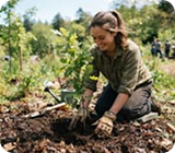 Planting a sapling